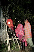 Conservation Issues: Maasai tribesmen climb into their tree platform to protect crops from marauding elephant at night Africa,Conservation,issue,issues,conservation issues,conservation issue,threat,threatened,marauding,elephant,protect,protection,crop,crops,platform,lookout,look-out,Maasai,tribesmen,tribe,tribes,night