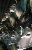 Conservation Issues: mounted Kudu heads in taxidermy shop Africa,Conservation,issue,issues,conservation issues,conservation issue,threat,threatened,taxidermy,stuffed,trophy,hunt,hunted,hunting,trophy hunting,horn,horns,heads,mount,mounted,antelope,antelopes,