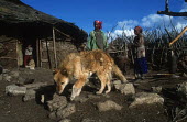 Conservation Issues: domestic dogs are the main carriers of rabies and other diseases that infect Ethiopian wolves Africa,Conservation,issue,issues,conservation issues,conservation issue,threat,threatened,disease,diseases,carrier,carriers,rabies,infect,infections,infection,dog,dogs,domestic dog,domestic dogs,domes