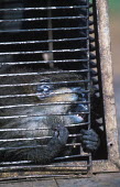 Conservation Issues: mustached monkey in cage for sale at market Africa,Conservation,issue,issues,conservation issues,conservation issue,threat,threatened,sale,for sale,market,monkey,captive,capture,cage,bars,mustached monkey,chew,teeth
