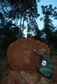 Conservation Issues: WWF International staff monitor logging operations in Gabon Africa,Conservation,issue,issues,conservation issues,conservation issue,threat,threatened,logging,logged,log,logs,rainforest,rainforests,forest,forests,export,cut,timber,tree,trees,trunk,trunks,people