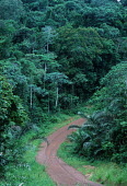 Conservation Issues: road through the rainforest Africa,Conservation,issue,issues,conservation issues,conservation issue,threat,threatened,logging,logged,log,logs,rainforest,rainforests,forest,forests,export,cut,timber,tree,trees,trunk,trunks,people