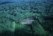 Clearing in rainforest for subsistence farming Africa,Conservation,issue,issues,conservation issues,conservation issue,threat,threatened,logging,logged,log,logs,rainforest,rainforests,forest,forests,cut,timber,tree,trees,trunk,trunks,people,destro