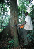Conservation Issues: subsistence farmers cut down rainforest trees to make wooden planks for building. Martin Harvey Africa,Conservation,issue,issues,conservation issues,conservation issue,threat,threatened,logging,logged,log,logs,rainforest,rainforests,forest,forests,export,cut,timber,tree,trees,trunk,trunks,people,industry,destroy,destroyed,destruction,subsistence,farmer,farmers,chainsaw,chain-saw,chainsaws,action,wood,wooden