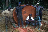 Conservation Issues: commercial loggers pose next to a large tree they have cut down Africa,Conservation,issue,issues,conservation issues,conservation issue,threat,threatened,logging,logged,log,logs,rainforest,rainforests,forest,forests,export,cut,timber,tree,trees,trunk,trunks,people
