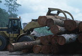 Conservation Issues: Rainforest logs being exported at logging camp Africa,Conservation,issue,issues,conservation issues,conservation issue,threat,threatened,logging,logged,log,logs,rainforest,rainforests,forest,forests,export,cut,timber,tree,trees,trunk,trunks,people