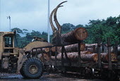 Conservation Issues: Rainforest logs being exported at logging camp Africa,Conservation,issue,issues,conservation issues,conservation issue,threat,threatened,logging,logged,log,logs,rainforest,rainforests,forest,forests,export,cut,timber,tree,trees,trunk,trunks,people