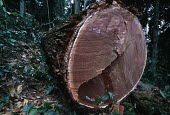 Conservation Issues: Rainforest logging Africa,Conservation,issue,issues,conservation issues,conservation issue,threat,threatened,logging,logged,log,logs,rainforest,rainforests,forest,forests,export,cut,timber,tree,trees,trunk,trunks,people