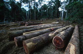 Conservation Issues: Rainforest logs await export at logging camp in the forest. Africa,Conservation,issue,issues,conservation issues,conservation issue,threat,threatened,logging,logged,log,logs,rainforest,rainforests,forest,forests,export,cut,timber,tree,trees,trunk,trunks,people