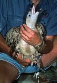 Cape Vulture Chick. Captive breeding project. Endangered Wildlife Trust Africa,Conservation,vulture,vultures,bird,birds,Gyps coprotheres,Gyps,Captive breeding project,breeding,project,captive,endangered,wildlife,chick,calling,people,Aves,Birds,Accipitridae,Hawks, Eagles,