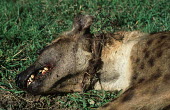 Spotted hyaena killed in poachers snare Africa,Conservation,issue,issues,conservation issues,conservation issue,threat,threatened,mammal,mammals,spotted hyaena,hyaena,hyaenas,killed,dead,poached,poach,poacher,poachers,blood,graphic,close-up
