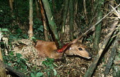 Bushbuck caught in poacher's snare Africa,Conservation,issue,issues,conservation issues,conservation issue,threat,threatened,mammal,mammals,bushbuck,antelope,antelopes,poached,poach,poacher,poachers,blood,graphic,snare,snared,muscle,bo