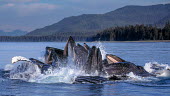 Humpback whales bubblenet feeding Feeding,eating,splash,water,spectacle,mouth,many,bubblenet,technique,interesting,forest,Rorquals,Balaenopteridae,Cetacea,Whales, Dolphins, and Porpoises,Chordates,Chordata,Mammalia,Mammals,South Ameri