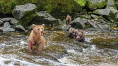 Female brown bear fishing for salmon with cubs Lori and Rich Rothstein Bears,bear,grizzly,mother,motherhood,hunting,fishing,salmon,salmon run,river,water,cubs,young,baby,babies,feeding,eating,family,Carnivores,Carnivora,Ursidae,Chordates,Chordata,Mammalia,Mammals,Africa,Semi-desert,Europe,Broadleaved,North America,Tundra,Ursus,Appendix II,arctos,Asia,Snow and ice,Appendix I,Mountains,Least Concern,Animalia,Terrestrial,Coniferous,Omnivorous,IUCN Red List,Anan Creek,Brown Bear Sow with 4 cubs