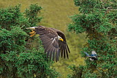 Bald eagle chasing magpie birds,bird,aves,flying,in flight,feathers,wings,hunting,hunt,prey,predator,magpie,Pica hudsonia,American magpie,chasing,being chased,birds of prey,Accipitridae,Hawks, Eagles, Kites, Harriers,Falconifo