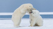 Polar bears play fighting Fighting,fight,aggressive,aggression,bite,biting,teeth,mouth,snow,ice,arctic,play fight,play,playing,cubs,cub,young,juveniles,Chordates,Chordata,Bears,Ursidae,Mammalia,Mammals,Carnivores,Carnivora,Sno