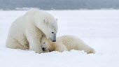 Female polar bear with sleeping cub Polar bear,bears,cub,baby,young,juvenile,sleeping,sleepy,ice,snow,christmas,mothers day,white,negative space,mother,motherhood,parent,Chordates,Chordata,Bears,Ursidae,Mammalia,Mammals,Carnivores,Carni