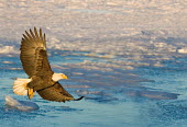 Bald eagle fishing on ice flow birds,bird,aves,flying,in flight,feathers,wings,hunting,hunt,with prey,predator,fishing,cold,ice,water,birds of prey,Accipitridae,Hawks, Eagles, Kites, Harriers,Falconiformes,Hawks Eagles Falcons Kest