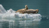 Harbour seals resting on ice Seals,pinnipeds,ice,cold,snow,iceberg,icebergs,water,sea,marine,christmas,Mammalia,Mammals,Phocidae,True Seals,Carnivores,Carnivora,Chordates,Chordata,Europe,Pacific,vitulina,Least Concern,Phoca,STAT_