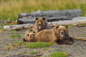 Female brown bear with cubs Bears,bear,grizzly,mother,motherhood,hunting,young,juvenile,cubs,tongue,Carnivores,Carnivora,Ursidae,Chordates,Chordata,Mammalia,Mammals,Africa,Semi-desert,Europe,Broadleaved,North America,Tundra,Ursu