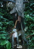 Bushmeat: monkeys killed by hunter is carried back to his village Africa,conservation,conservation issue,conservation issues,bushmeat,carcass,meat,food,subsistance,monkey,monkeys,killed,kill,hunt,hunter,hunters,dead,death,blood,gruesome,hang,hanging,face,dead animal
