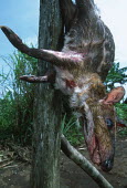 Bushmeat: antelope killed by subsistance hunters is displayed by road side for sale to passing motorists Africa,conservation,conservation issue,conservation issues,bushmeat,carcass,meat,food,subsistance,killed,kill,hunt,hunter,hunters,dead,death,blood,gruesome,dead animal,dead animals,wildlife trade,tied