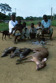 Bushmeat: antelopes killed by subsistance hunters are displayed in the village Africa,conservation,conservation issue,conservation issues,bushmeat,carcass,meat,food,subsistance,killed,kill,hunt,hunter,hunters,dead,death,blood,gruesome,dead animal,dead animals,wildlife trade,tied