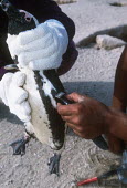 African penguin being banded for identification purposes by staff Africa,conservation,conservation action,action,research,flipper,band,bands,identification,number,id,penguins,birds,ringing,researcher,people,gloves,Aves,Birds,Chordates,Chordata,Sphenisciformes,Pengui