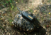 Geometric tortoise fitted with radio transmitter device for research tracking Africa,conservation,conservation action,research,radio tracking,radio-tracking,track,tracking,shallow focus,monitoring,radio transmitter,tortoise,tortoises,geometric tortoise,Psammobates geometricus,s