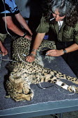 Researchers working on tranquilized cheetah. Cheetah Conservation Fund, Namibia. Africa,conservation,conservation action,research,big cat,big cats,mammals,tranquilized,people,rescue,table,Cheetah Conservation Fund,Chordates,Chordata,Carnivores,Carnivora,Mammalia,Mammals,Felidae,Ca
