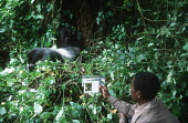 Mountain gorilla monitoring project Africa,conservation,conservation action,research,researcher,forest,rainforest,National Park,protected area,study,habitat,monitor,monitoring,watch,watching,observe,observing,image,photo,undergrowth,gor
