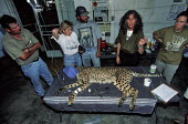 Laurie Marker working on a tranquilized cheetah. Cheetah Conservation Fund, Namibia. Africa,conservation,conservation action,research,big cat,big cats,mammals,tranquilized,people,rescue,table,Cheetah Conservation Fund,Chordates,Chordata,Carnivores,Carnivora,Mammalia,Mammals,Felidae,Ca