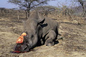 Dead white rhino with horns removed Africa,nature,animal,CITES,trade,wildlife,wildlife trade,vertebrate,vertebrates,Mammalia,mammal,mammals,rhinoceros,rhino,rhinos,killed,dead,poaching,poached,poach,poacher,poachers,blood,brutal,conserv
