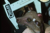 Researchers take measurements from a fruit bat in the Congo Africa,conservation,conservation action,research,bat,bats,fruit bats,fruit bat,head,measure,measurements,caliper,calipers,scientist,hand,hold,holding,glove,night,nocturnal