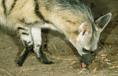 Aardwolf feeds primarily on harvester termites Africa,carnivores,carnivore,mammal,mammals,aardwolves,aardwolf,Proteles cristatus,Proteles cristata,wildlife,nature,animals,close-up,close up,sand,night,nocturnal,large ears,face,head,flash,feed,feedi
