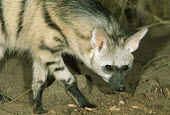 Aardwolf - nocturnal predator of termites Africa,carnivores,carnivore,mammal,mammals,aardwolves,aardwolf,Proteles cristatus,Proteles cristata,wildlife,nature,animals,close-up,close up,sand,night,nocturnal,large ears,face,head,flash,Chordates,