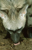 Aardwolf feeds primarily on harvester termites Africa,carnivores,carnivore,mammal,mammals,aardwolves,aardwolf,Proteles cristatus,Proteles cristata,wildlife,nature,animals,close-up,close up,sand,night,nocturnal,large ears,face,head,flash,feed,feedi