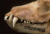 Aardwolf skull showing poorly developed teeth associated with its diet of termites Africa,carnivores,carnivore,mammal,mammals,aardwolves,aardwolf,Proteles cristatus,Proteles cristata,wildlife,nature,animals,skull,teeth,tooth,diet,bone,bones,specimen,Chordates,Chordata,Carnivores,Car