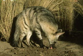 Aardwolf - nocturnal predator of termites Africa,carnivores,carnivore,mammal,mammals,aardwolves,aardwolf,Proteles cristatus,Proteles cristata,wildlife,nature,animals,side,side view,sand,night,nocturnal,large ears,face,head,flash,feed,feeding,