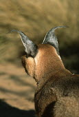 Caracal - small predatory cat Africa,carnivores,carnivore,mammal,mammals,Caracal caracal,Felis caracal,desert lynx,rooikat,cat,cats,predator,ears,back,hind,view,shallow focus,Felidae,Cats,Carnivores,Carnivora,Mammalia,Mammals,Chor