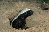 Honey badger - known to be courageous and fearless despite their small size Africa,carnivores,carnivore,mammal,mammals,badger,badgers,honey badgers,wildlife,nature,animals,night,flash,shallow focus,black and white,black & white,hole,burrow,leaving,Weasels, Badgers and Otters,