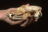 Aardwolf skull showing poorly developed teeth associated with its diet of termites Africa,carnivores,carnivore,mammal,mammals,aardwolves,aardwolf,Proteles cristatus,Proteles cristata,wildlife,nature,animals,skull,teeth,tooth,diet,bone,bones,specimen,hand,Chordates,Chordata,Carnivore