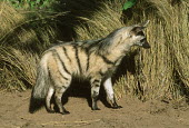 Aardwolf - nocturnal predator of termites Africa,carnivores,carnivore,mammal,mammals,aardwolves,aardwolf,Proteles cristatus,Proteles cristata,wildlife,nature,animals,sand,night,nocturnal,large ears,face,head,side view,side,alert,Chordates,Cho