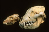 Aardwolf (left) and Brown Hyaena (right) showing smaller skull and less developed teeth of the aardwolf Africa,carnivores,carnivore,mammal,mammals,aardwolves,aardwolf,Proteles cristatus,Proteles cristata,wildlife,nature,animals,skull,teeth,tooth,diet,bone,bones,specimen,compare,comparison,Chordates,Chor