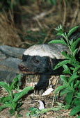 Honey badger - known to be courageous and fearless despite their small size Africa,carnivores,carnivore,mammal,mammals,badger,badgers,honey badgers,wildlife,nature,animals,night,flash,face,shallow focus,black and white,black & white,looking at camera,Weasels, Badgers and Otte