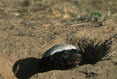 Honey badger - known to be courageous and fearless despite their small size Africa,carnivores,carnivore,mammal,mammals,badger,badgers,honey badgers,wildlife,nature,animals,night,flash,shallow focus,black and white,black & white,hole,burrow,leaving,face,Weasels, Badgers and Ot