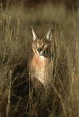 Caracal - small predatory cat Africa,carnivores,carnivore,mammal,mammals,Caracal caracal,Felis caracal,desert lynx,rooikat,cat,cats,predator,sit,tall grass,camouflage,camouflaged,shallow focus,adult,Felidae,Cats,Carnivores,Carnivo
