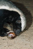 Honey badger eating a land snail Africa,carnivores,carnivore,mammal,mammals,badger,badgers,honey badgers,wildlife,nature,animals,night,flash,feed,feeding,eat,eating,snail,shell,land snail,sniff,sniffing,smell,smelling,claws,Weasels,