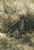 Caracal - small predatory cat Africa,carnivores,carnivore,mammal,mammals,Caracal caracal,Felis caracal,desert lynx,rooikat,cat,cats,predator,habitat,at rest,camouflage,camouflaged,Felidae,Cats,Carnivores,Carnivora,Mammalia,Mammals
