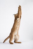 Caracal - small predatory cat jumping. Against white background Africa,carnivores,carnivore,mammal,mammals,Caracal caracal,Felis caracal,desert lynx,rooikat,cat,cats,predator,studio shot,white background,stand,standing,hind legs,reach,reaching,furry,tummy,Felidae,